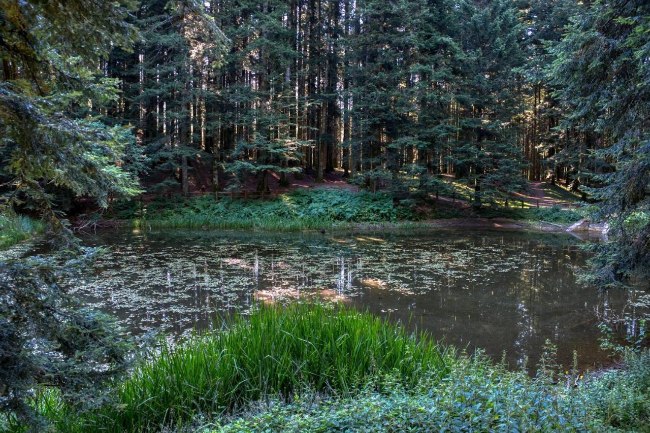 La Casa Di Gloria - Residence Affitta Camere Badia Prataglia Zewnętrze zdjęcie